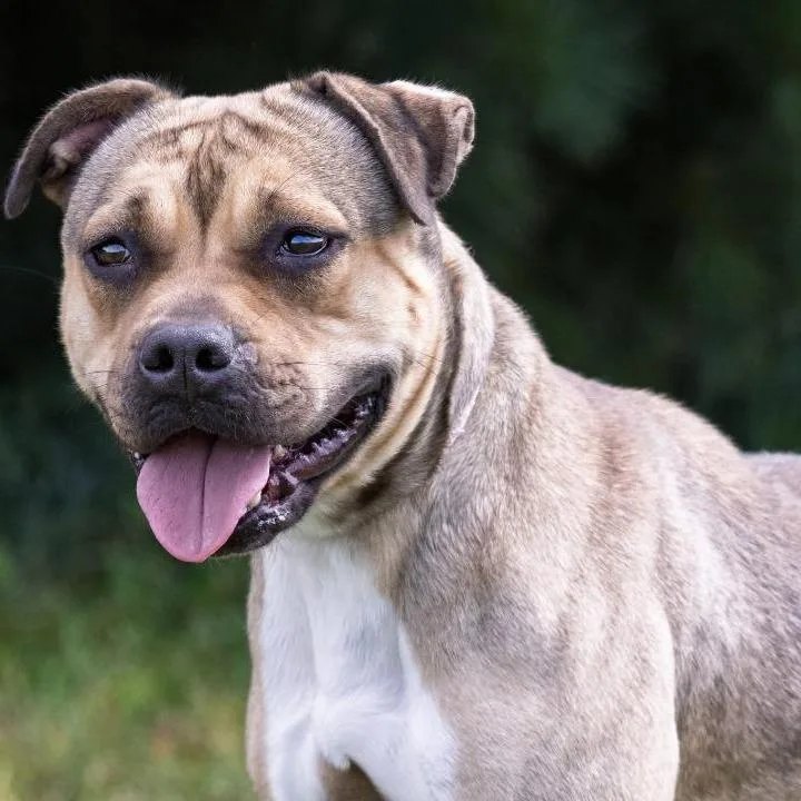 An adult medium-sized female Yellow / Tan / Blond / Fawn Pit Bull Terrier dog named Amari for adoption in Mount Laurel, NJ