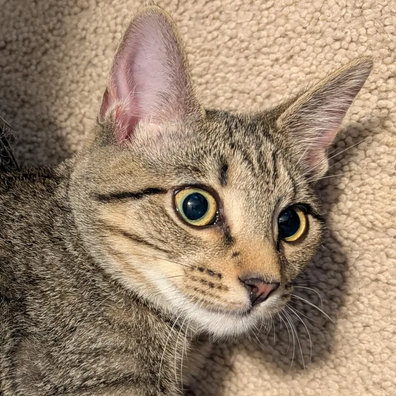 A baby medium-sized female Tabby (Brown / Chocolate) Domestic Short Hair cat named Annabelle for adoption in Hudsonville, MI