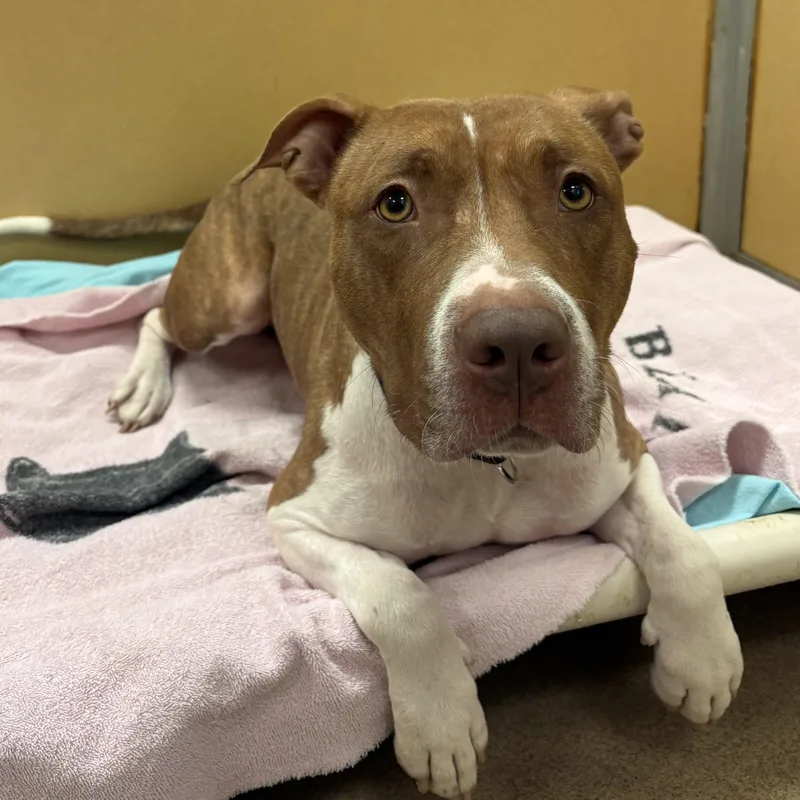 Cinnababy thumbnail 2