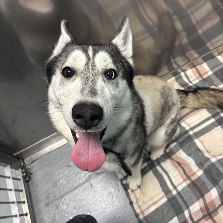An adult medium-sized male Gray / Blue / Silver Mixed Breed dog named Dallas for adoption in Davenport, IA