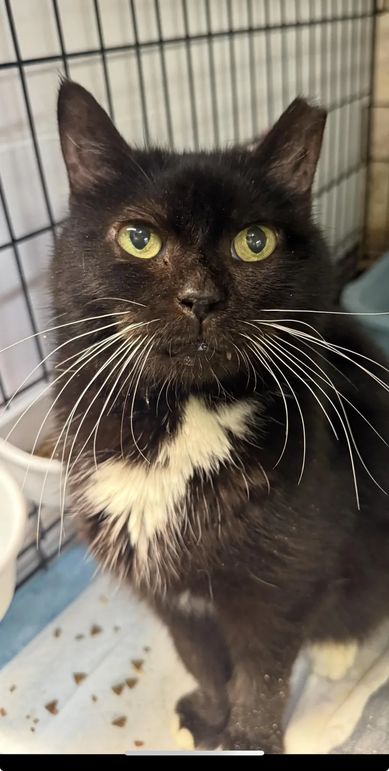 An adult small-sized female Domestic Medium Hair cat named Whiskers  The Sweetest for adoption in New York, NY