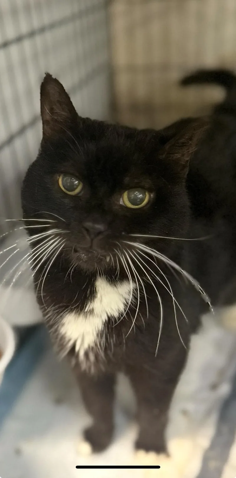 Whiskers  The Sweetest thumbnail 2