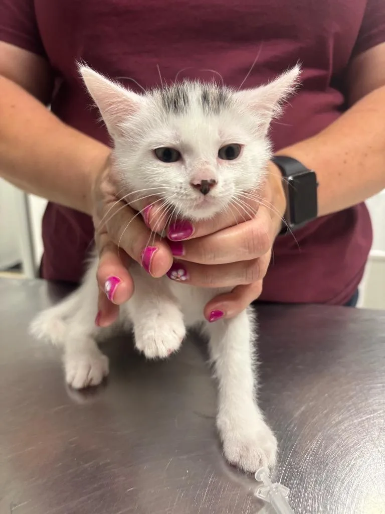 A baby medium-sized male Domestic Short Hair cat named Eyja for adoption in Fall River, MA