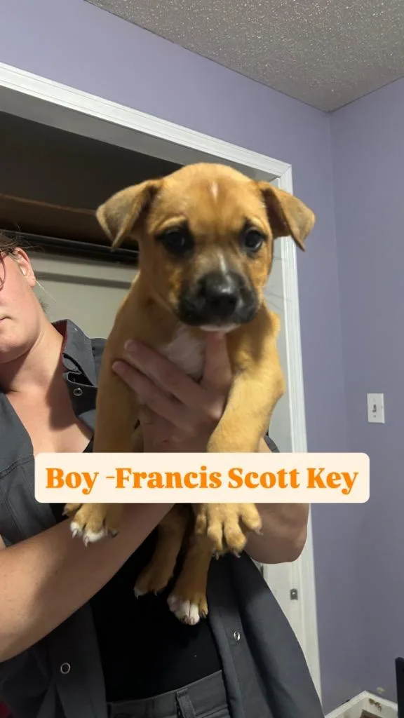 A baby medium-sized male Boxer dog named Francis Scott Key for adoption in Russellville, KY