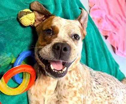 An adult medium-sized male Mixed Breed dog named Sprout for adoption in Sultan, WA