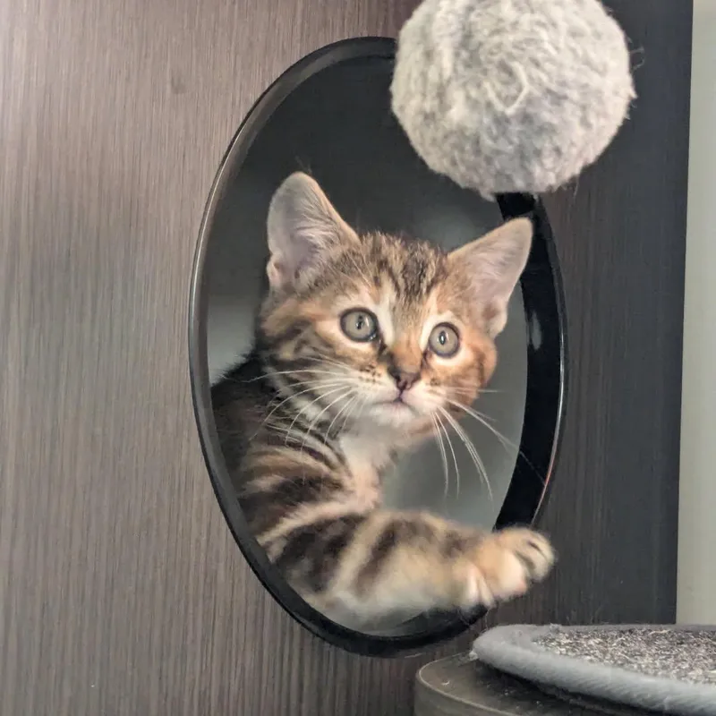 A baby medium-sized female Torbie Domestic Short Hair cat named Elizabeth for adoption in Johnson City, TN