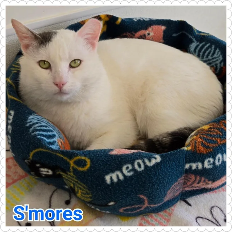 S'mores thumbnail 3