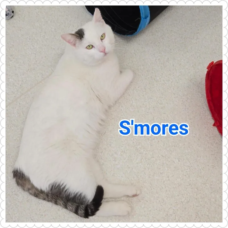 S'mores thumbnail 4