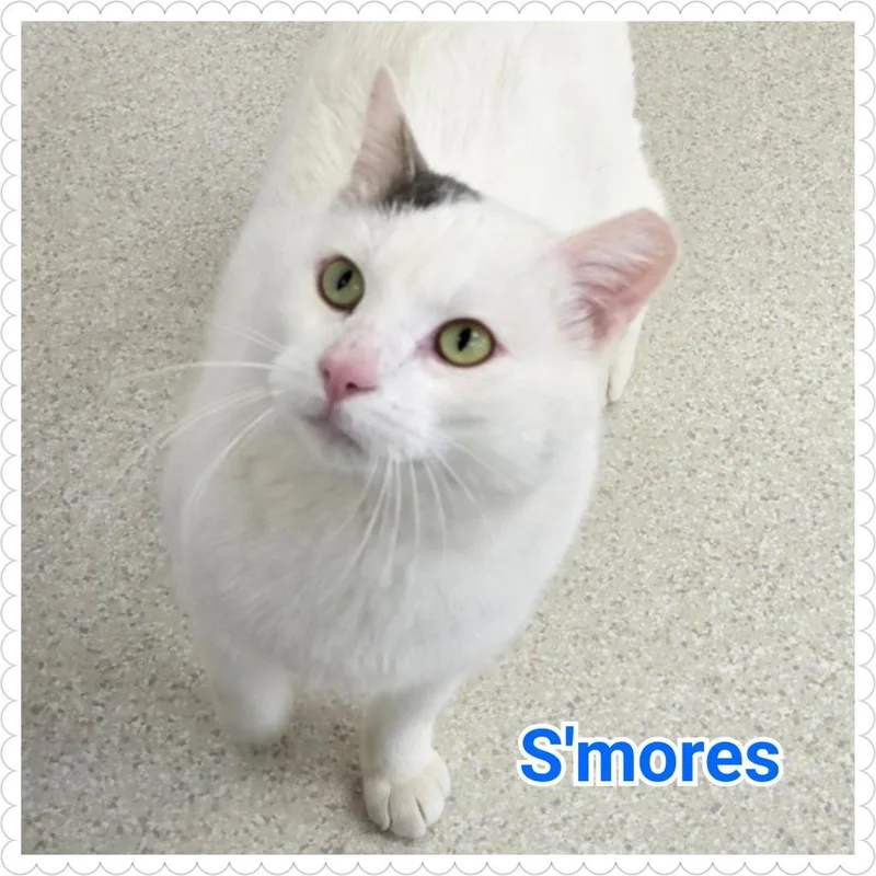 S'mores thumbnail 5