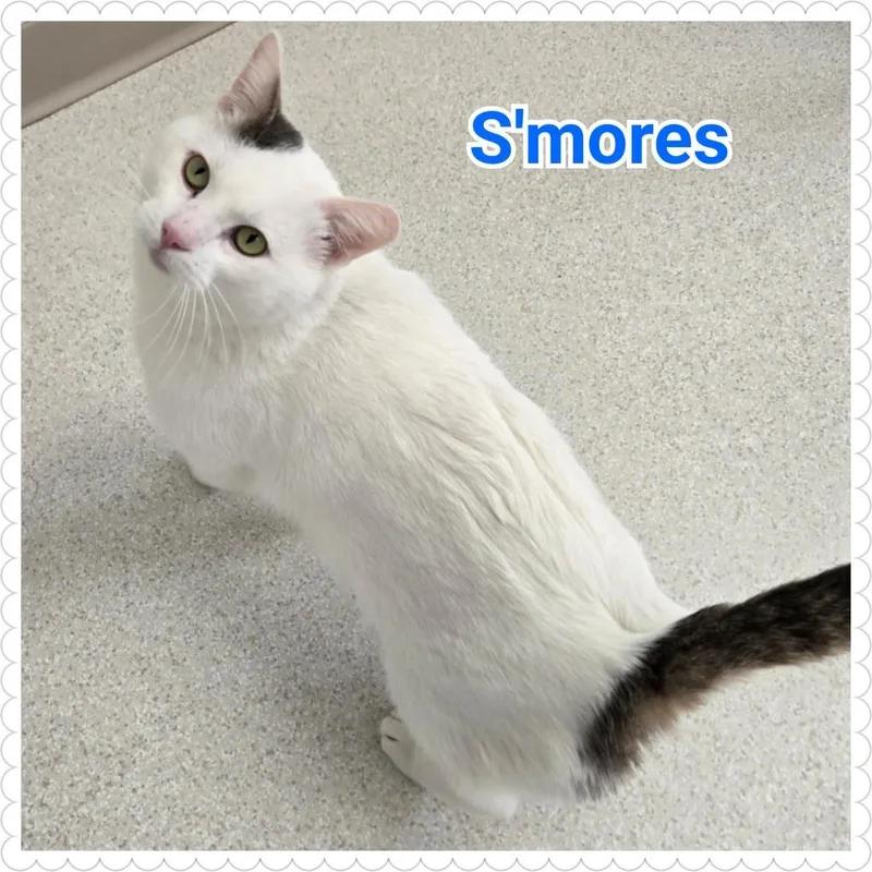 S'mores thumbnail 6