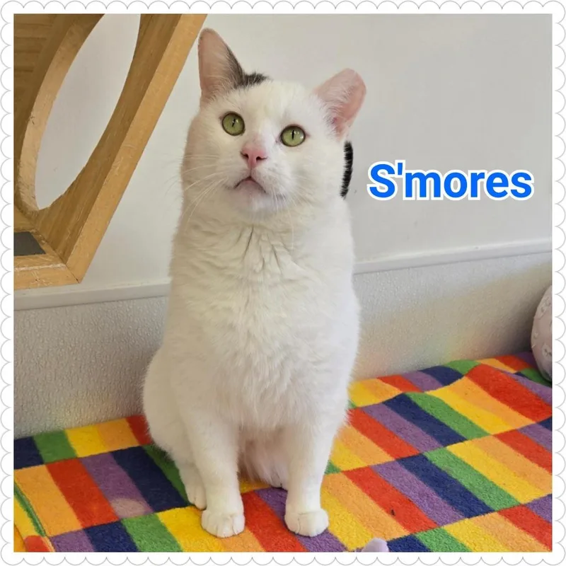 An adult large-sized male Domestic Short Hair cat named S'mores for adoption in North Saint Paul, MN