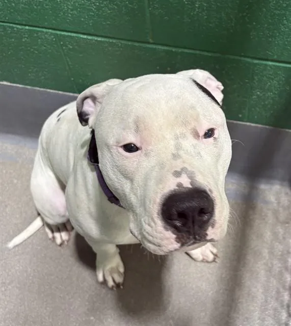 A young large-sized male Pit Bull Terrier dog named Tommy for adoption in Upper Marlboro, MD