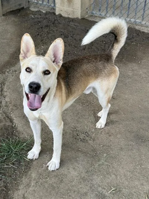 A young medium-sized male Shepherd dog named Buddy for adoption in Riverside, CA