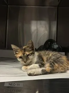 A baby small-sized female Domestic Short Hair cat named Tails for adoption in Miami, FL