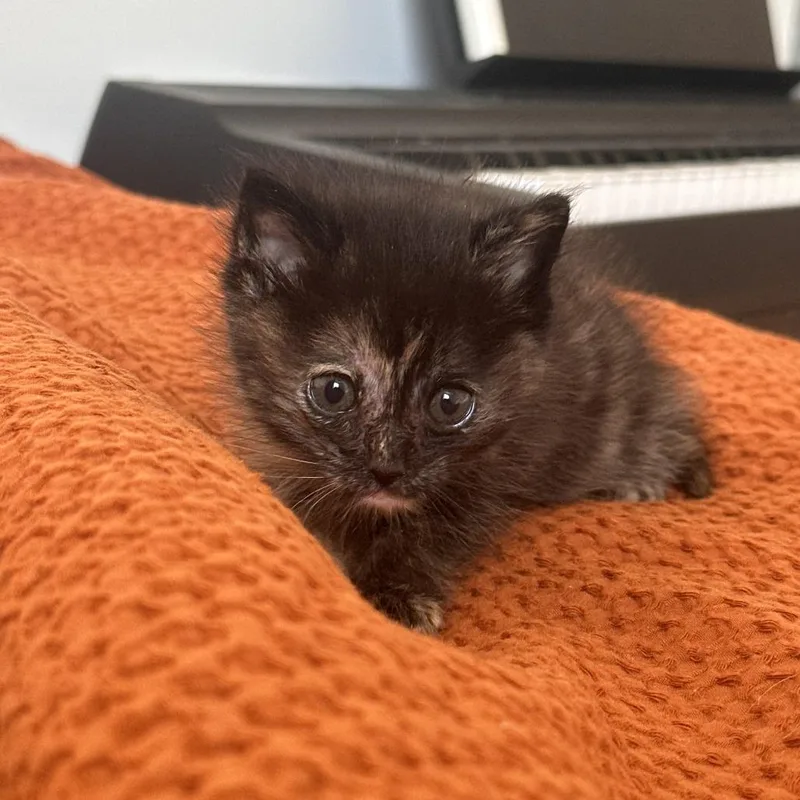 A baby small-sized female Tortoiseshell Domestic Short Hair cat named Evangeline for adoption in Los Angeles, CA