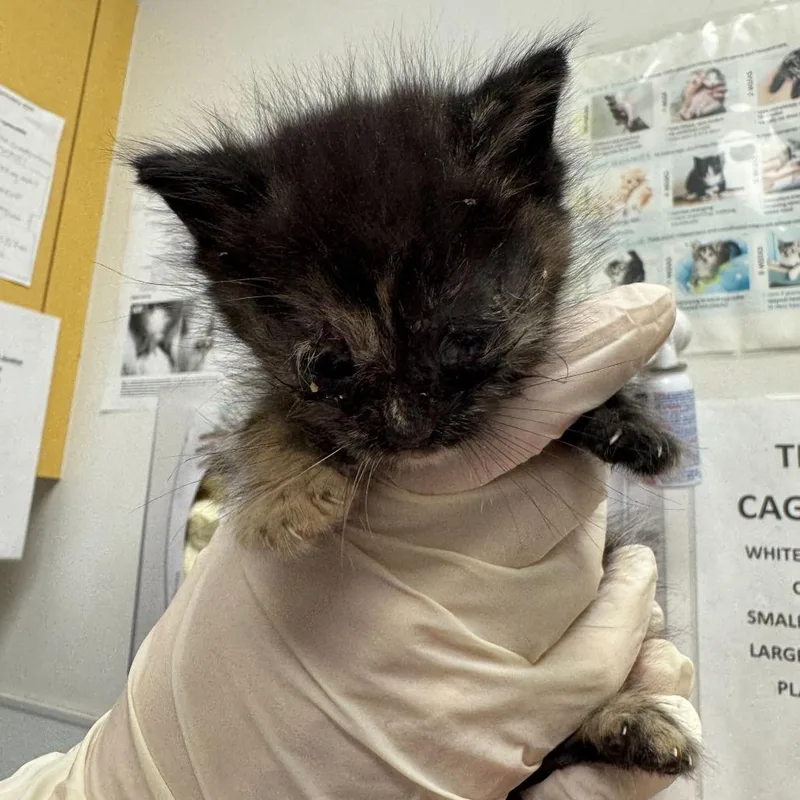 Evangeline thumbnail 3