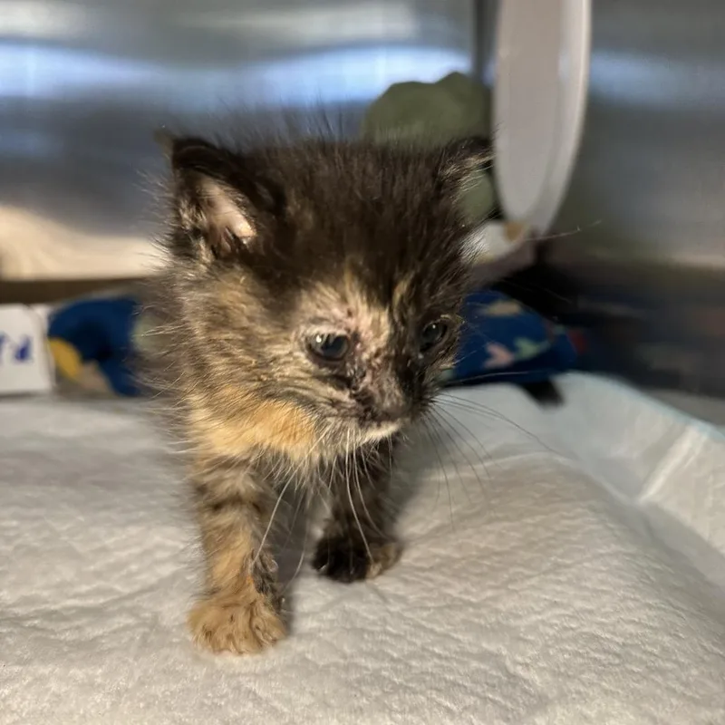 Evangeline thumbnail 4