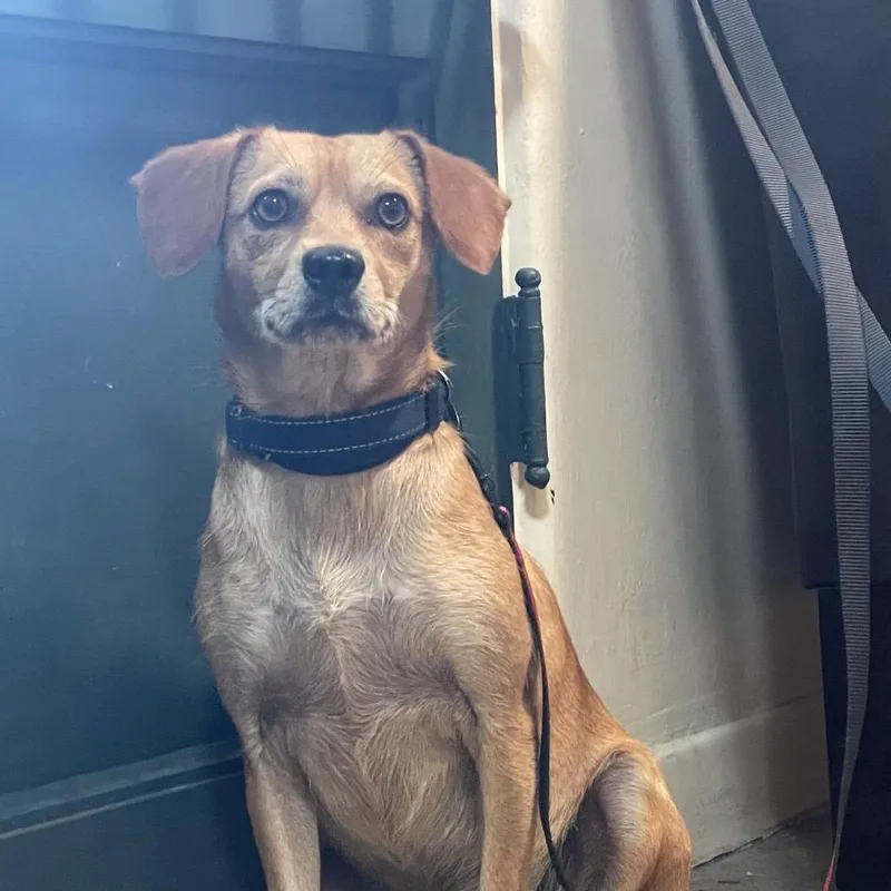 A young small-sized male Yellow / Tan / Blond / Fawn Chihuahua dog named Charlie for adoption in Pasadena, CA