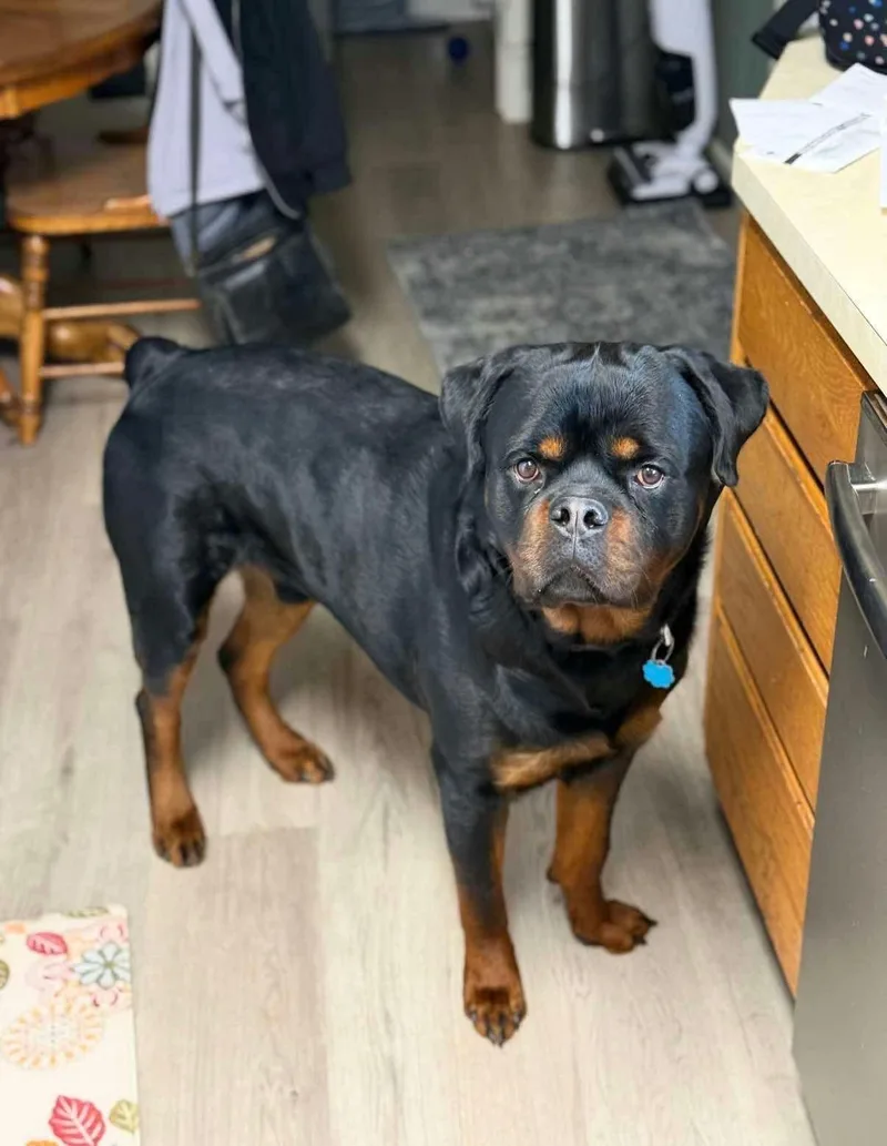 An adult medium-sized male Rottweiler dog named Buddy for adoption in Germantown, OH