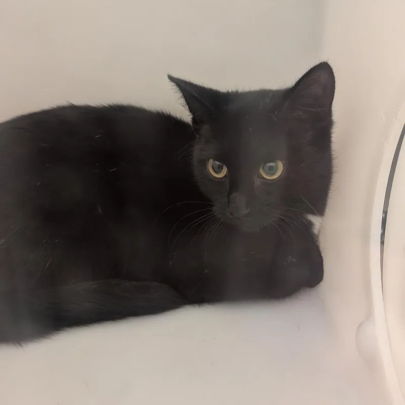 A young small-sized female Black Domestic Short Hair cat named StrayBuenaVistaRoad for adoption in Columbus, GA