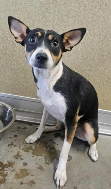 A young small-sized female Tricolor (Brown, Black, & White) Rat Terrier dog named Trixie for adoption in Boulder, CO