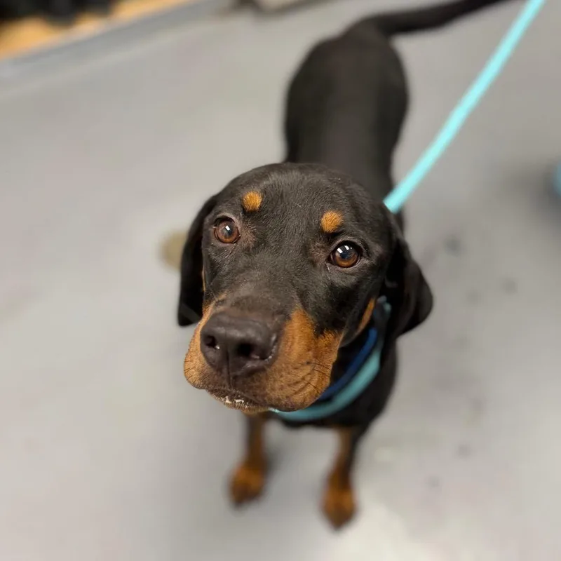 An adult medium-sized male Black Mixed Breed dog named Banjo for adoption in Sarasota, FL