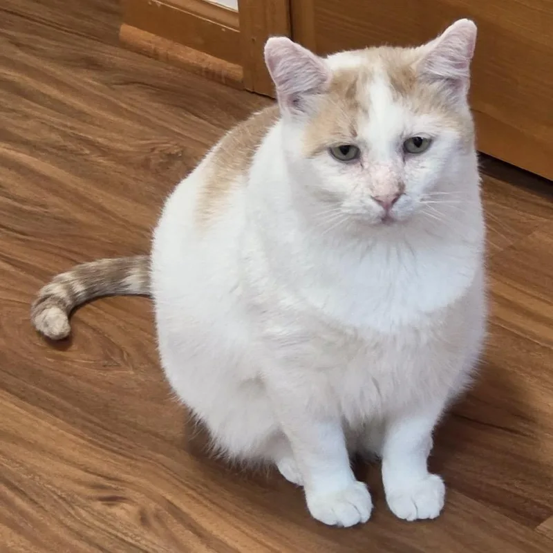 A senior extra large-sized male White Domestic Short Hair cat named Sullivan C for adoption in Princeton, MN