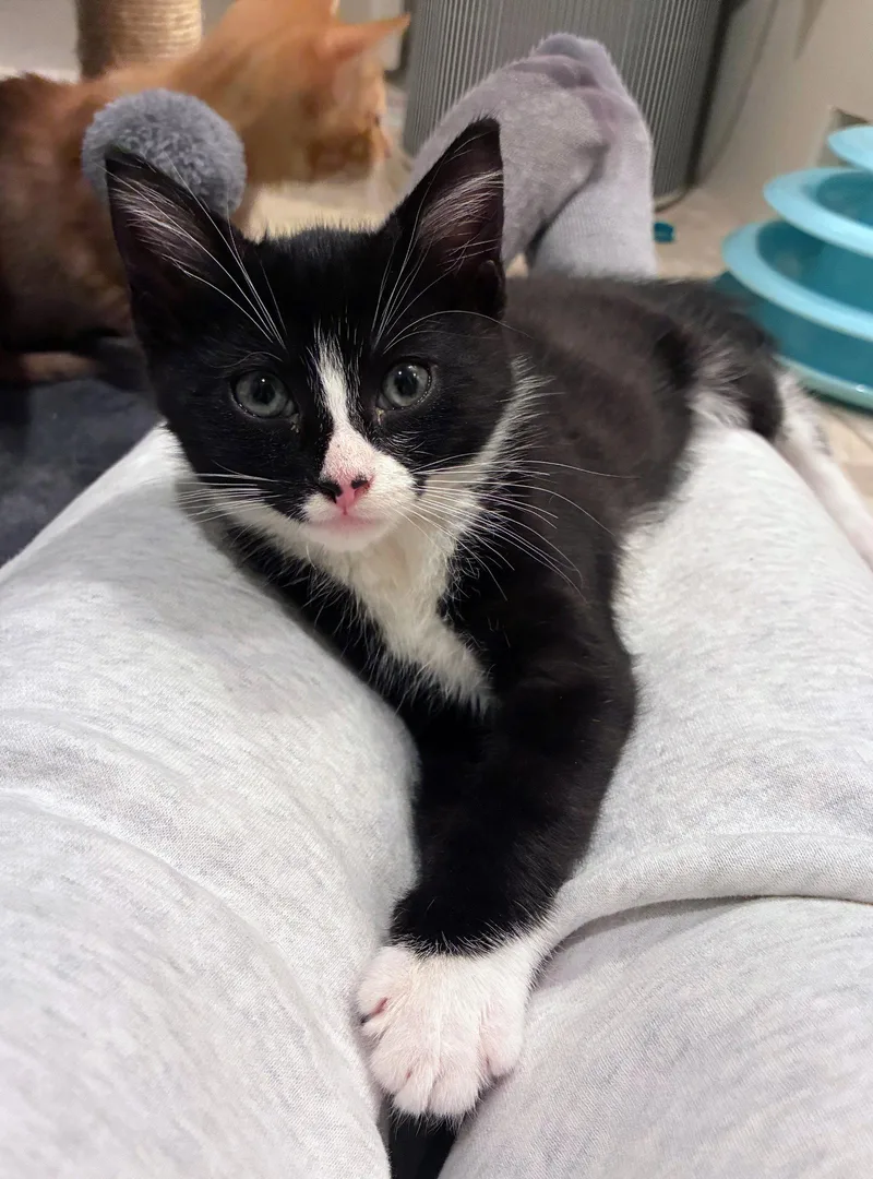 A baby medium-sized male Domestic Short Hair cat named Giancarlo for adoption in Leesburg, VA