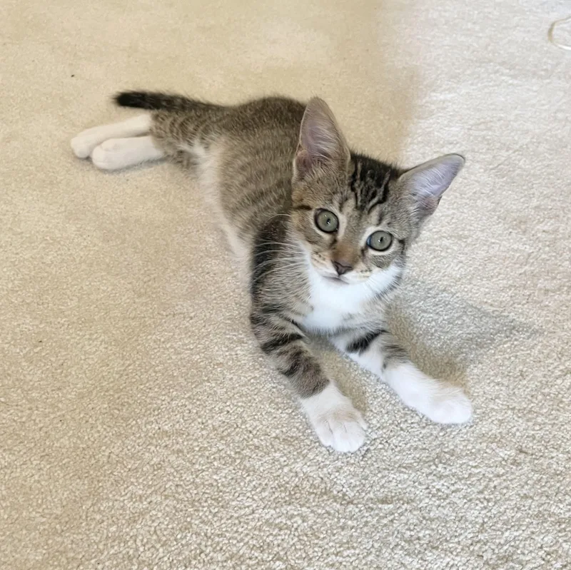 A baby small-sized female Tabby (Buff / Tan / Fawn) Domestic Short Hair cat named Bauble for adoption in Richmond, VA