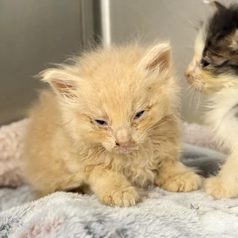 A baby small-sized male Buff / Tan / Fawn Domestic Long Hair cat named Odysseus for adoption in Spring Hill, KS