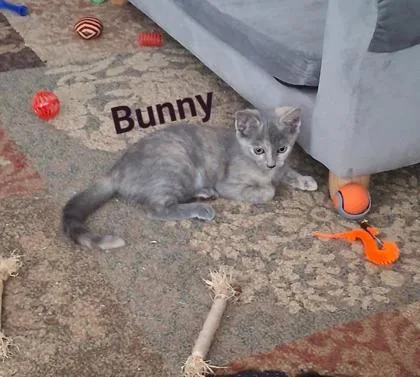 A young small-sized female Domestic Short Hair cat named B Bunny for adoption in North Charleston, SC