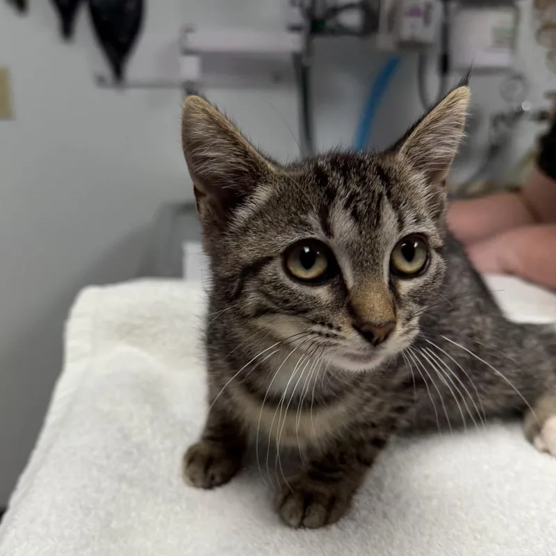 A baby small-sized female Brown / Chocolate Domestic Short Hair cat named Samantha for adoption in Owosso, MI