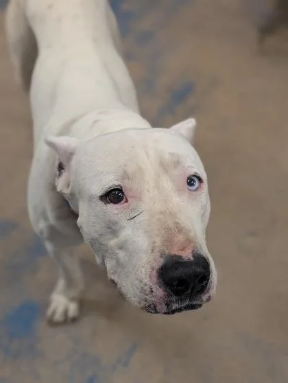 An adult large-sized female White / Cream Dogo Argentino dog named Sasha for adoption in Inverness, FL