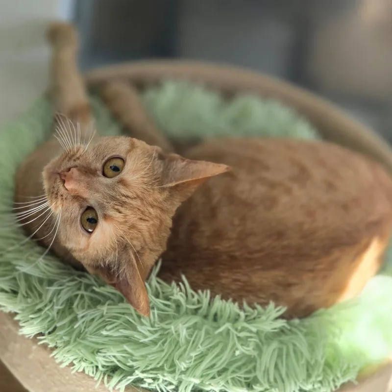 An adult medium-sized female Orange / Red Domestic Short Hair cat named Nyla for adoption in Elizabeth City, NC