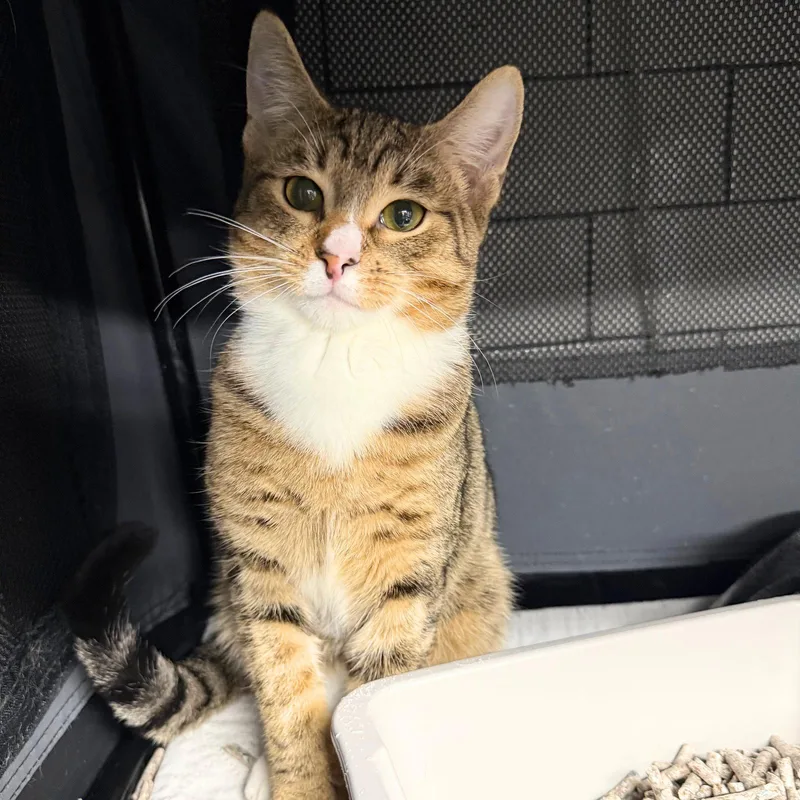 A baby medium-sized female Domestic Short Hair cat named Kinyobi for adoption in Brooklyn, NY