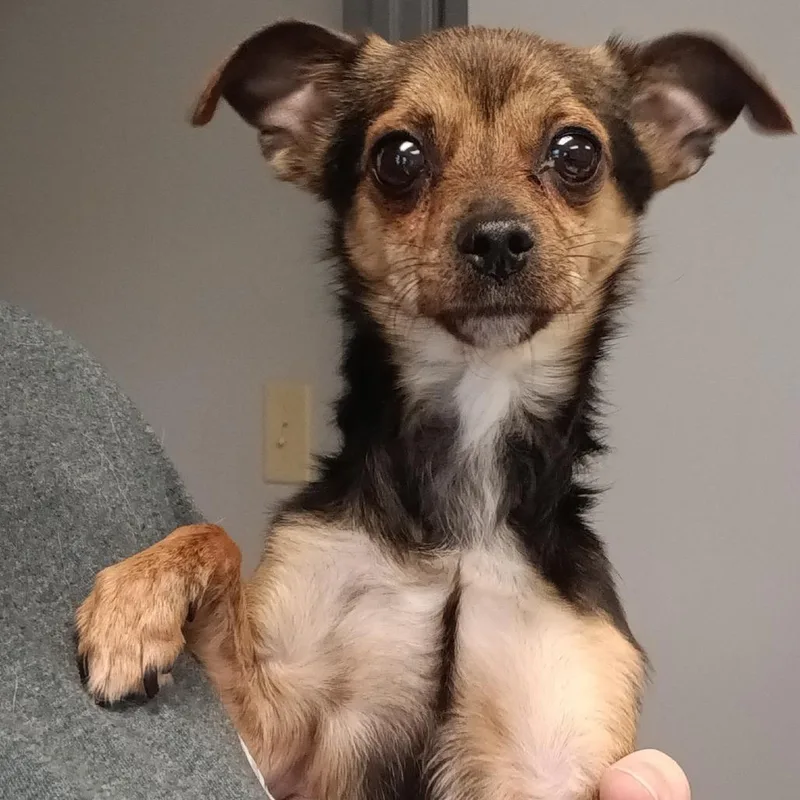 An adult small-sized male Black Chihuahua dog named Paolo for adoption in Elizabeth City, NC