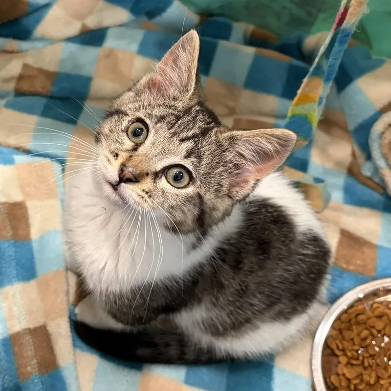 A baby medium-sized female Domestic Short Hair cat named Celeste for adoption in Dickinson, ND
