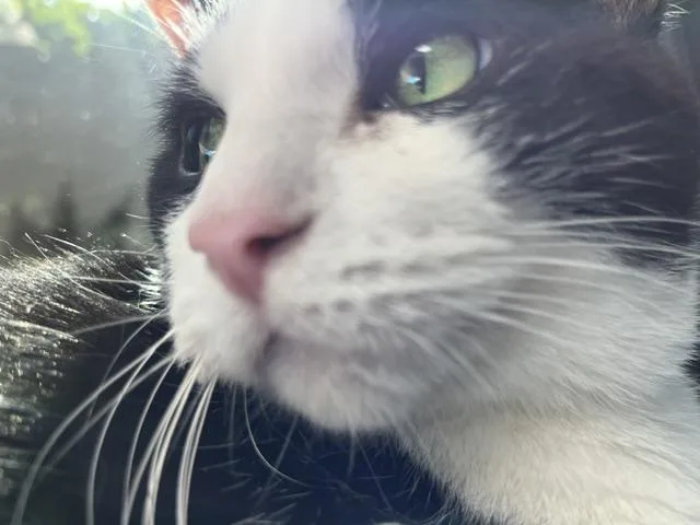 An adult medium-sized male Black & White / Tuxedo Domestic Medium Hair cat named Tommy for adoption in Grosse Ile, MI