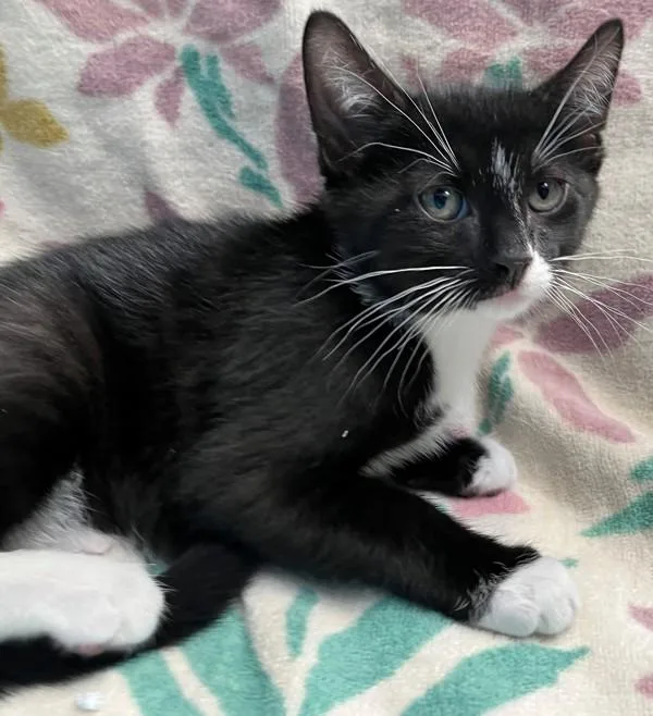 A baby small-sized male Domestic Short Hair cat named Reginald for adoption in Staten Island, NY