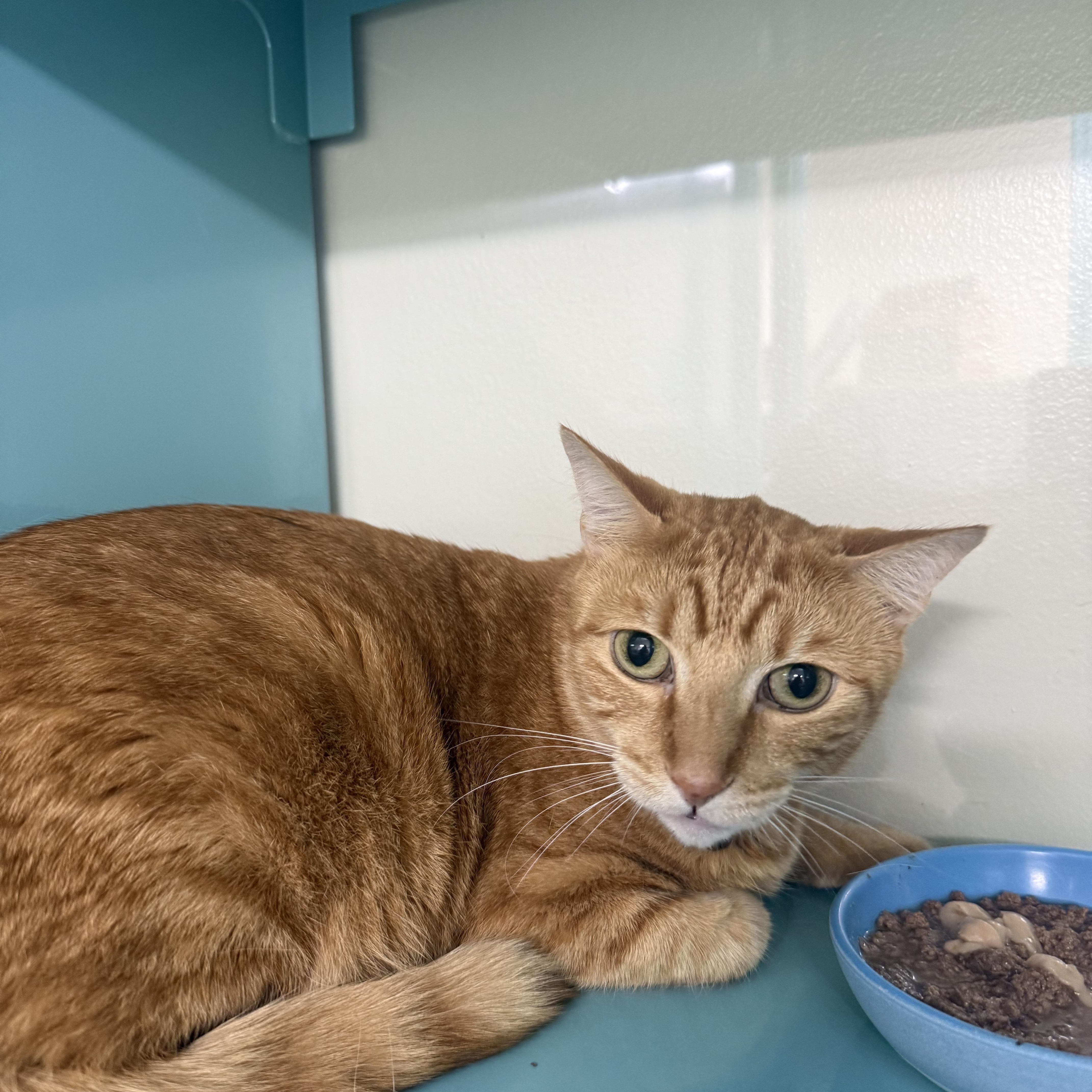 An adult medium-sized male Tabby (Orange / Red) Domestic Short Hair cat named Fergus for adoption in Lauderhill, FL