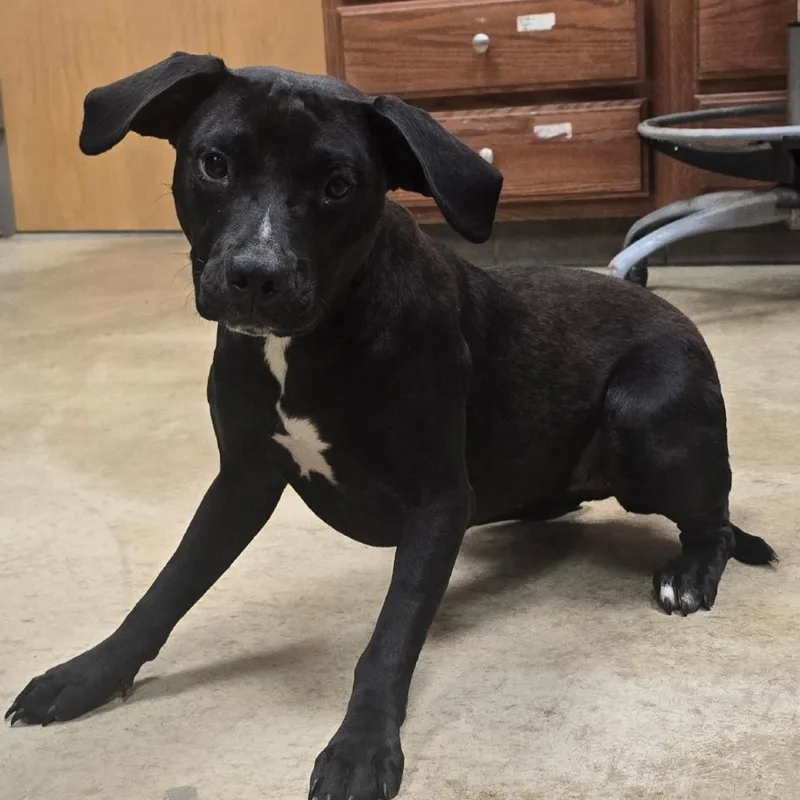 A young medium-sized female Black Labrador Retriever dog named Bristle U for adoption in Tupelo, MS
