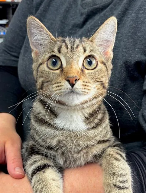 A baby small-sized female Domestic Short Hair cat named Lola for adoption in Canfield, OH