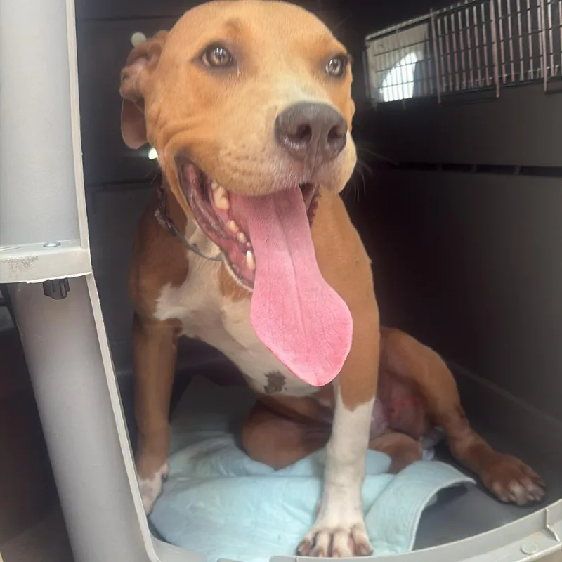 A young medium-sized male Golden Staffordshire Bull Terrier dog named Niko for adoption in Tomball, TX