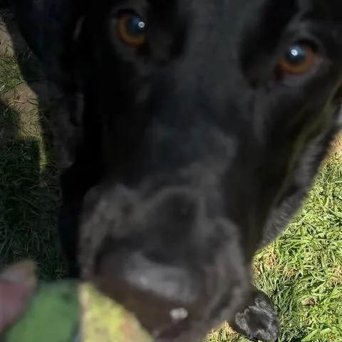 Buddy thumbnail 3
