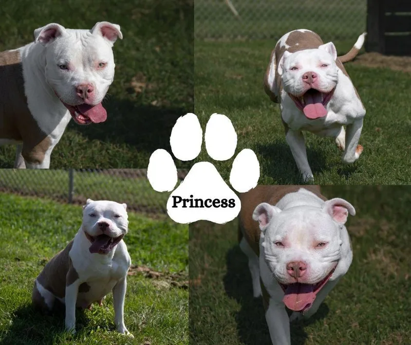 An adult medium-sized female White / Cream Pit Bull Terrier dog named Princess for adoption in Winchester, KY