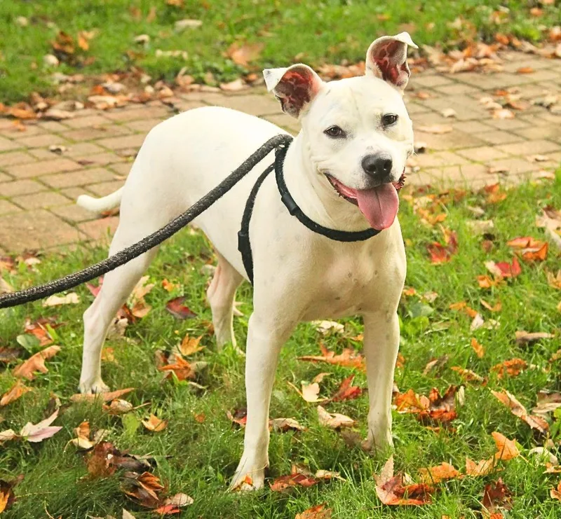 A young medium-sized female Pit Bull Terrier dog named Frosty for adoption in Utica, MI