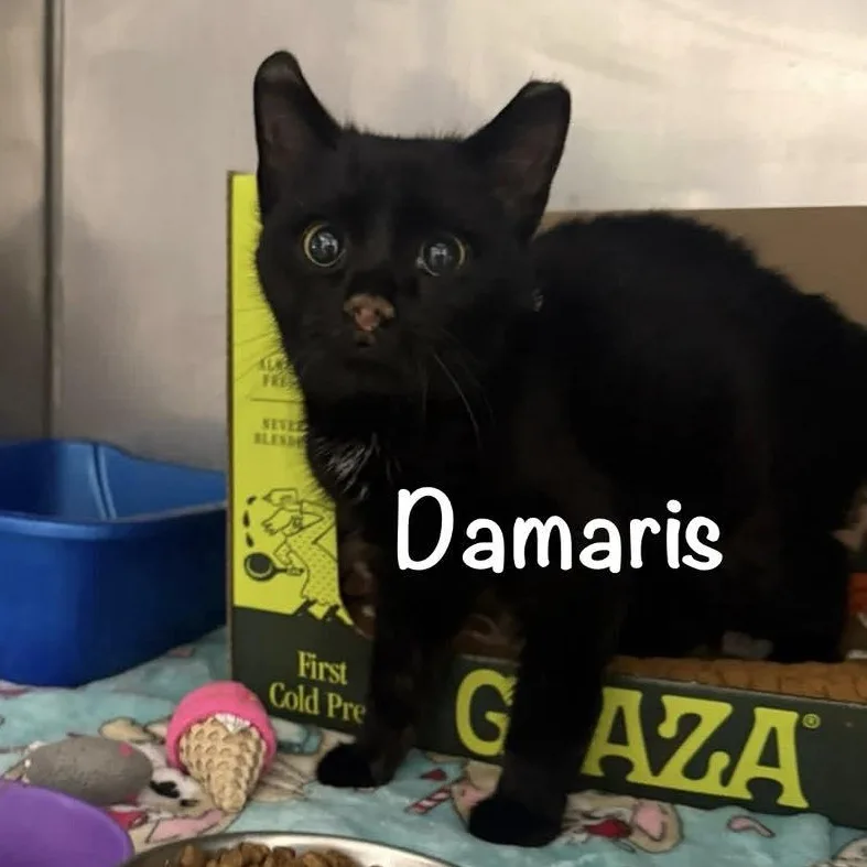A young small-sized female Black Domestic Short Hair cat named Damaris for adoption in Grand Rapids, MI