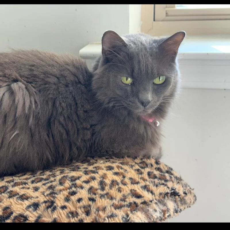 A senior small-sized female Gray / Blue / Silver Domestic Medium Hair cat named Luci for adoption in Fayetteville, GA