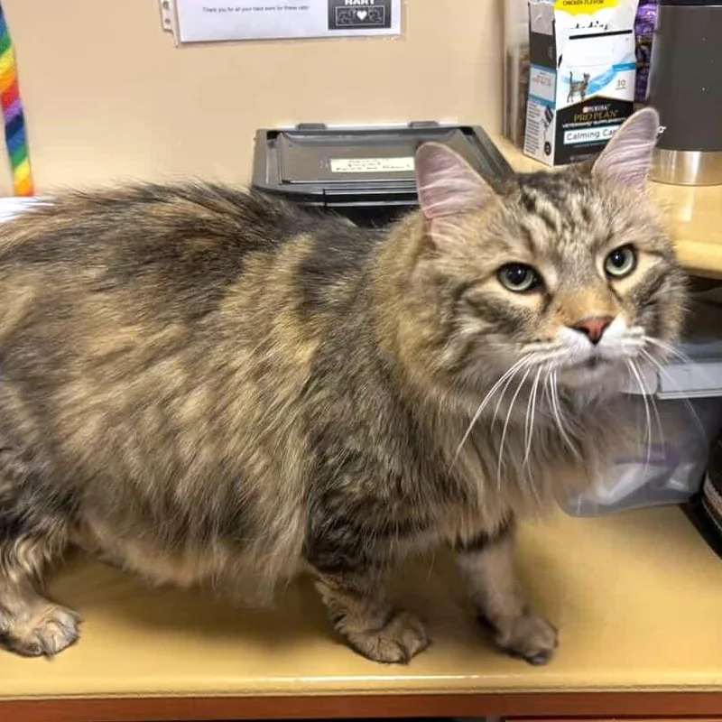 An adult small-sized male Domestic Long Hair cat named Skully for adoption in Fairfax, VA