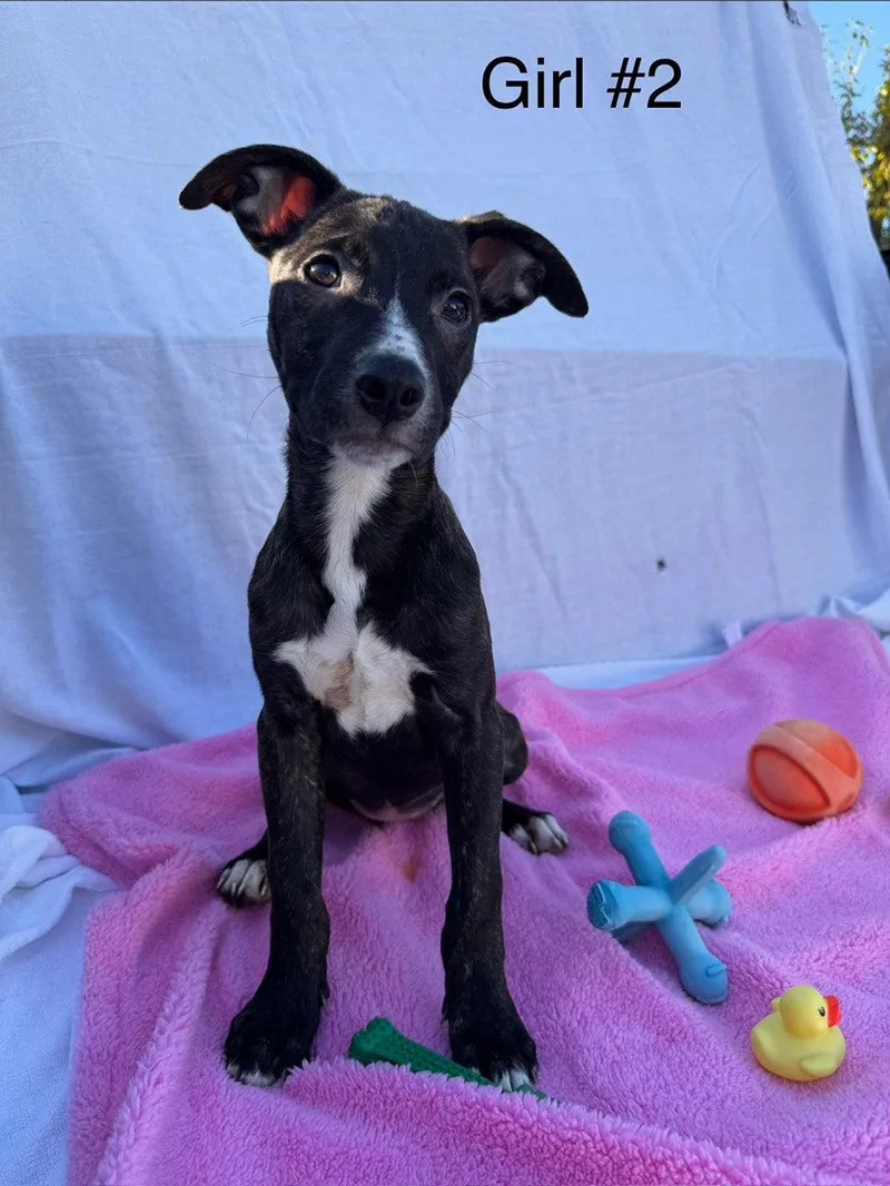 A baby medium-sized female Labrador Retriever dog named Candy Litter: Spree for adoption in Berwick, PA